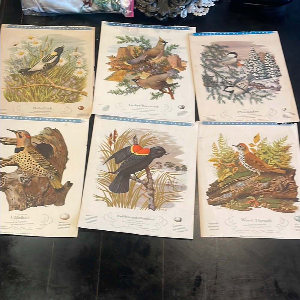 Vintage Bird Illustration Prints Set